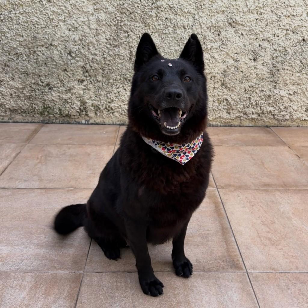 Preta Maria, cachorro de porte médio para adoção em Guarulhos - SP