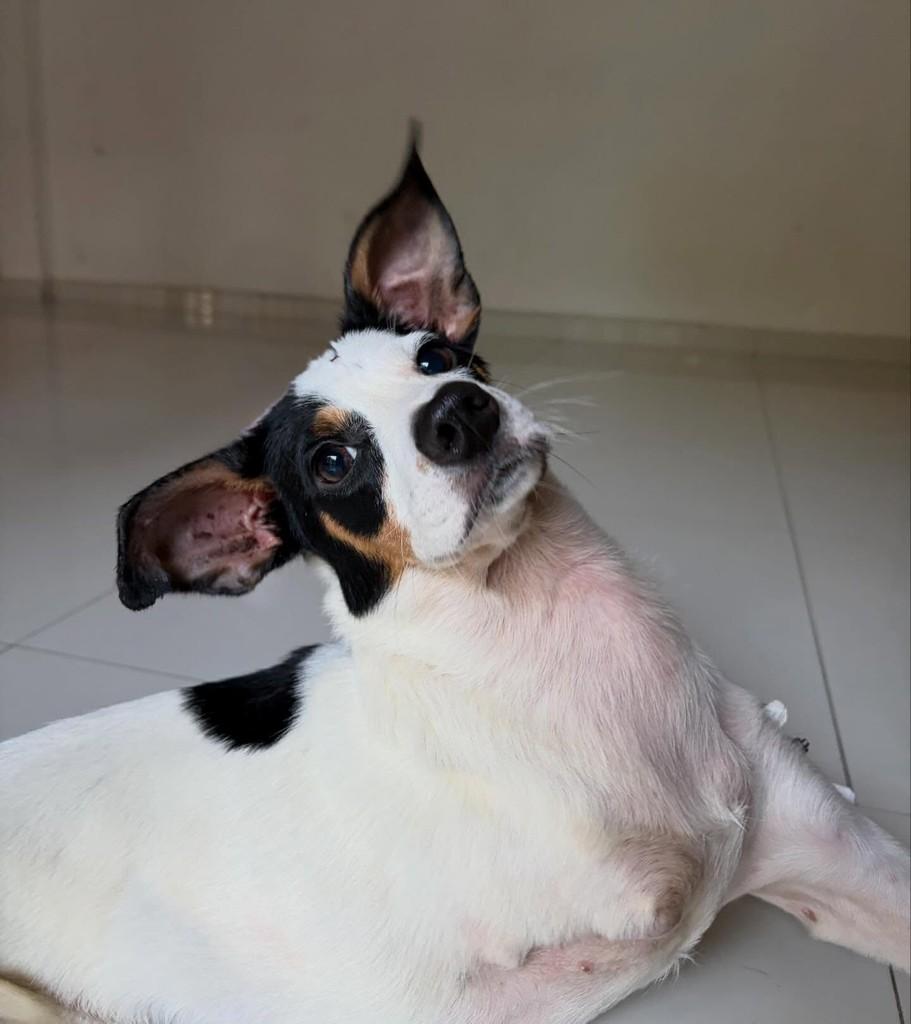 Serena, cachorro de porte pequeno para adoção em Guarulhos - SP