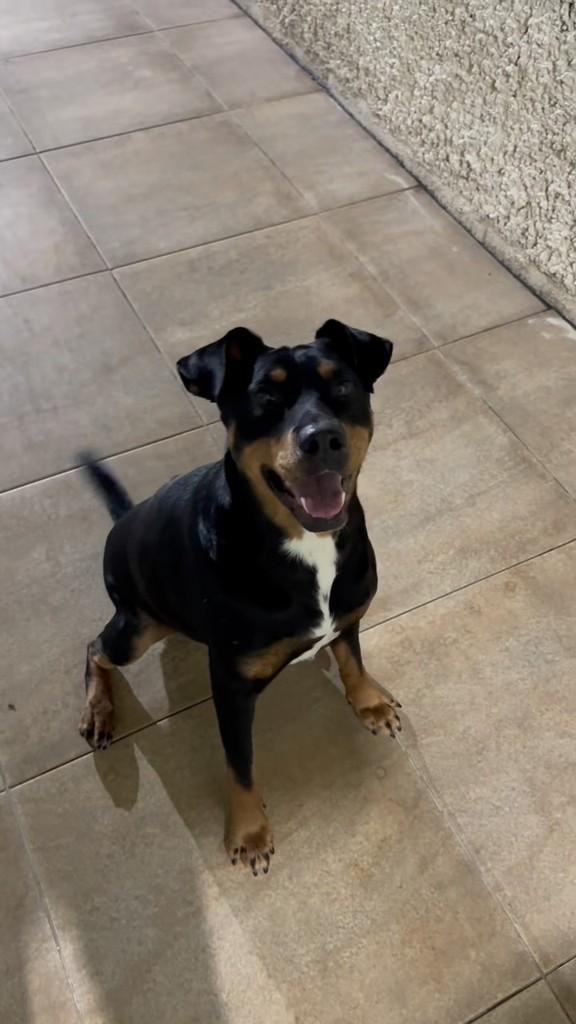 Theobaldo, cachorro de porte pequeno para adoção em Guarulhos - SP