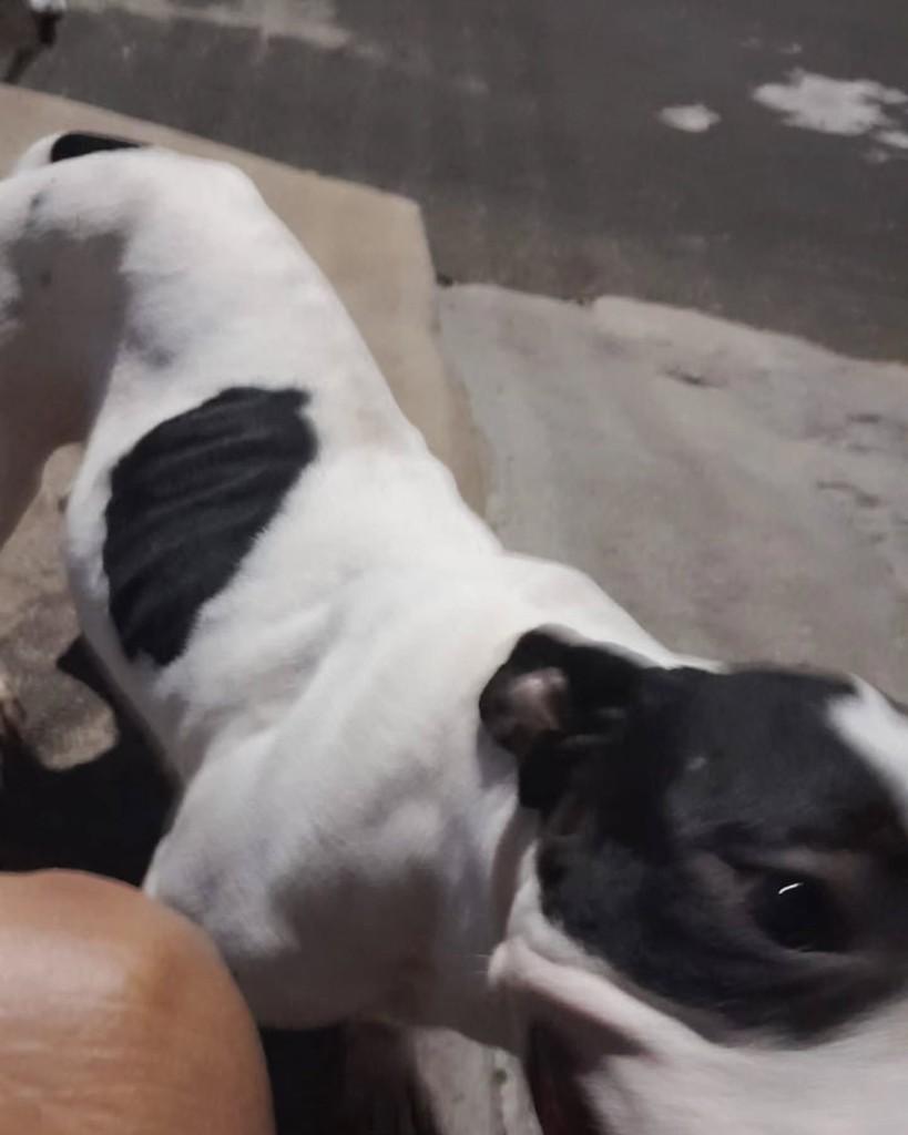 Luna, cadela de porte pequeno para adoção em Matão - SP