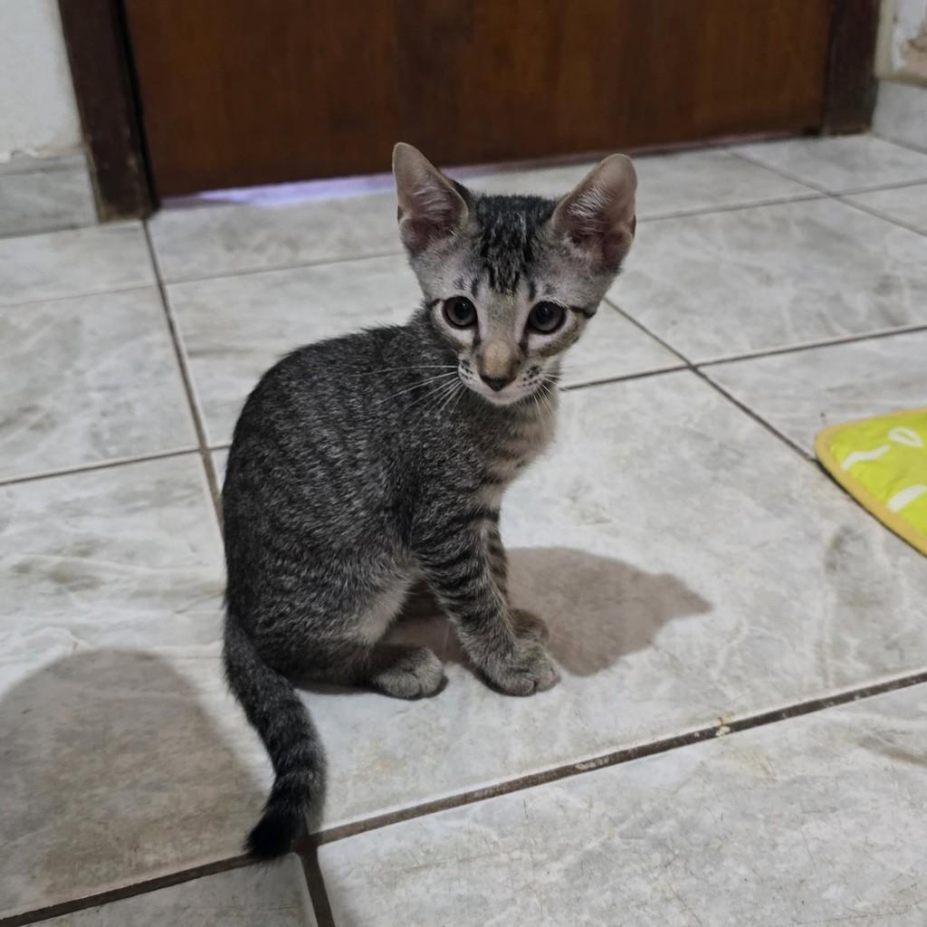Rajadinho, gato de porte pequeno para adoção em Matão - SP