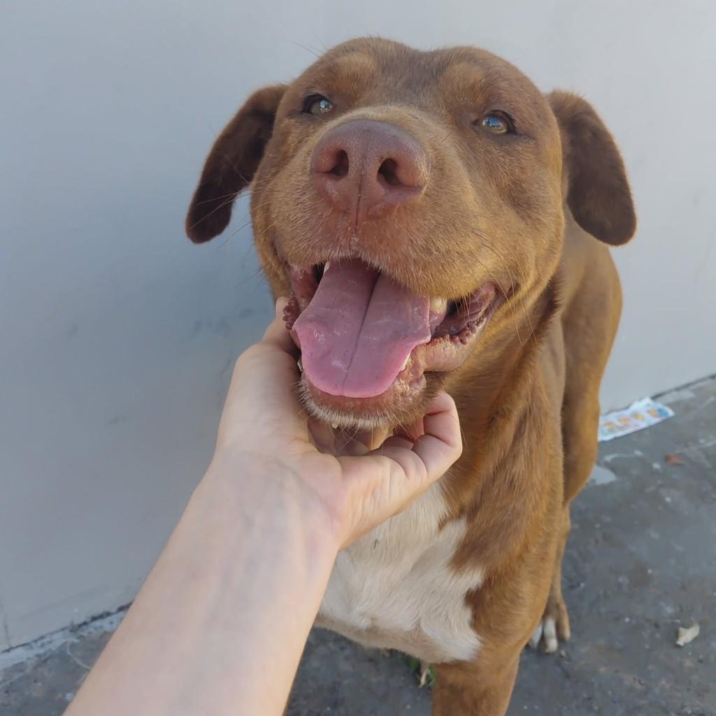 Marrom Bombom, cachorro de porte médio para adoção em Matão - SP