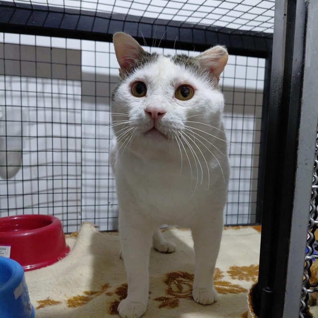 Claudinho, gato de porte médio para adoção em Matão - SP