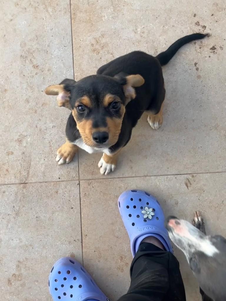 Aumigos, cachorro de porte pequeno para adoção em Matão - SP