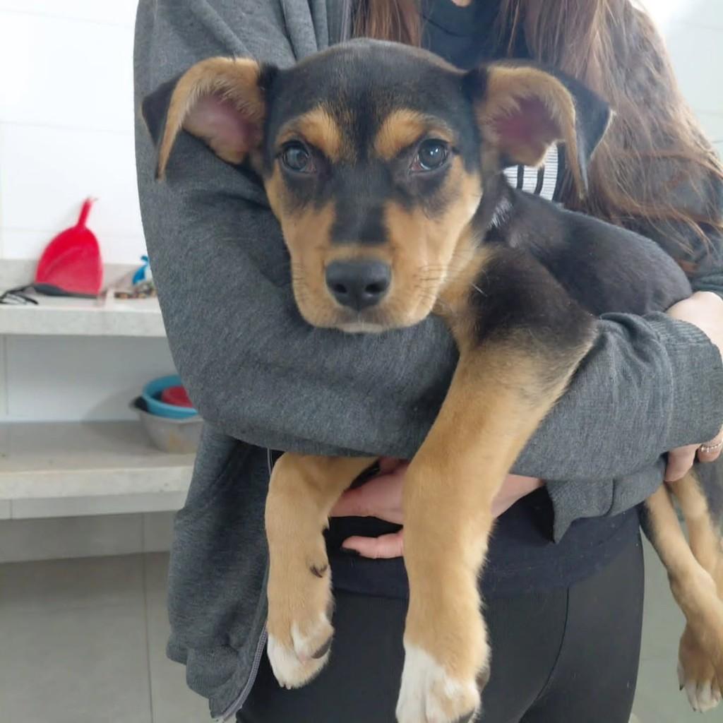 Sucata, cachorro de porte pequeno para adoção em Matão - SP