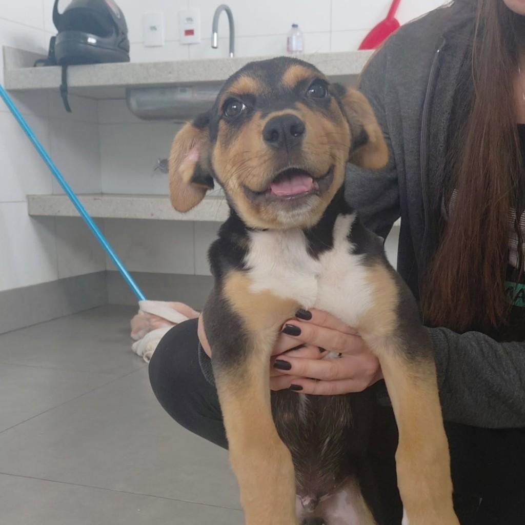 Sucatinha, cachorro de porte pequeno para adoção em Matão - SP