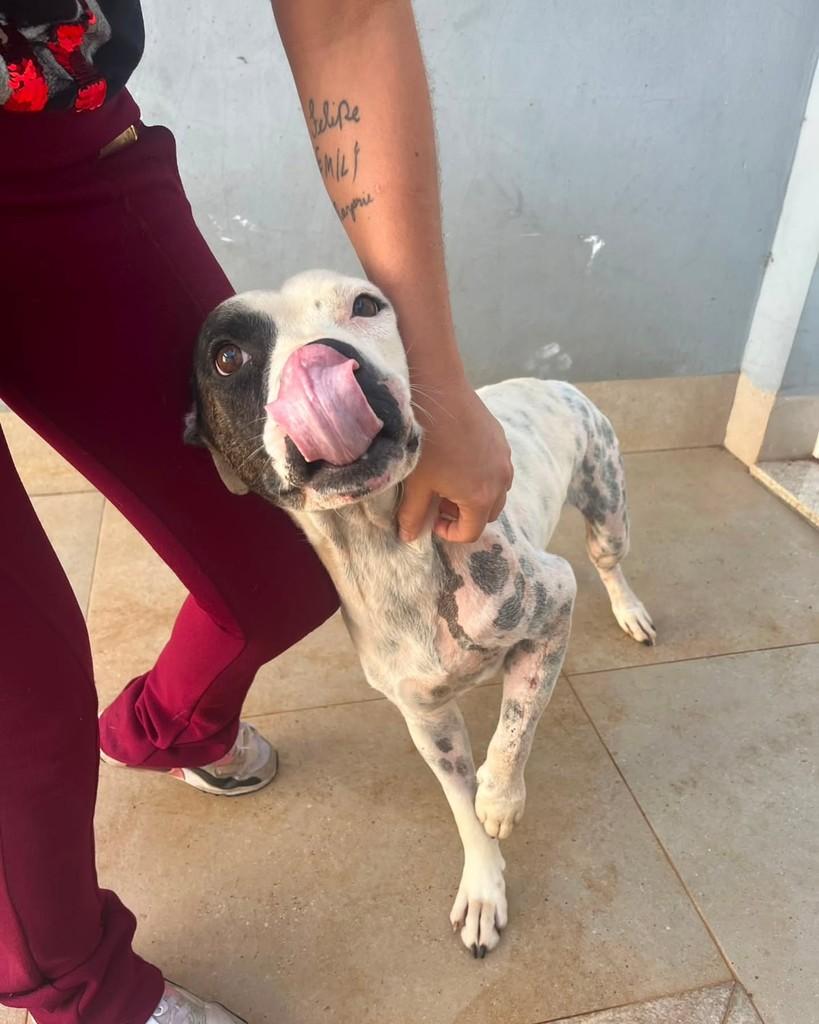 Pandora, cadela de porte médio para adoção em Matão - SP