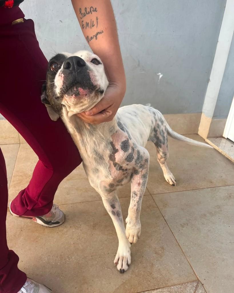 Pandora, cadela de porte médio para adoção em Matão - SP — foto 2 de 2