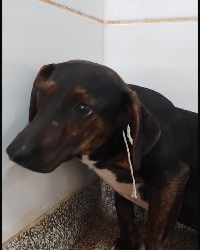Toddynho, cachorro de porte médio para adoção em Brasília - DF