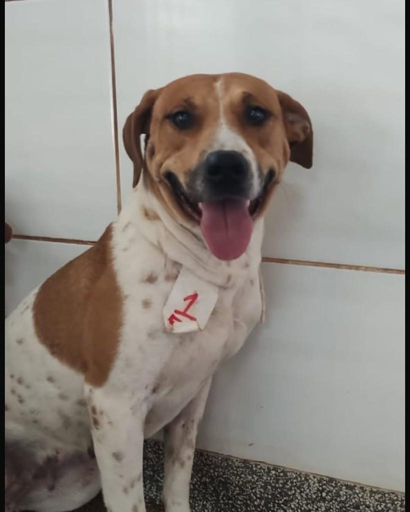 Pipoca, cadela de porte médio para adoção em Brasília - DF