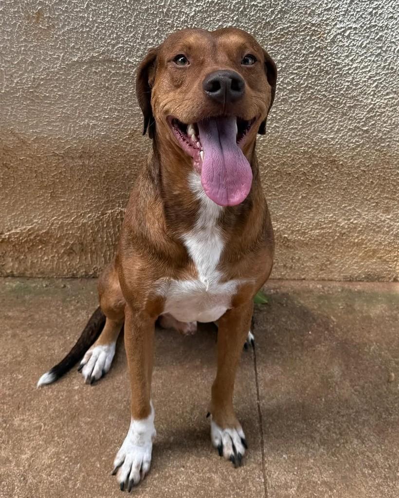 Geraldo, cachorro de porte grande para adoção em Brasília - DF