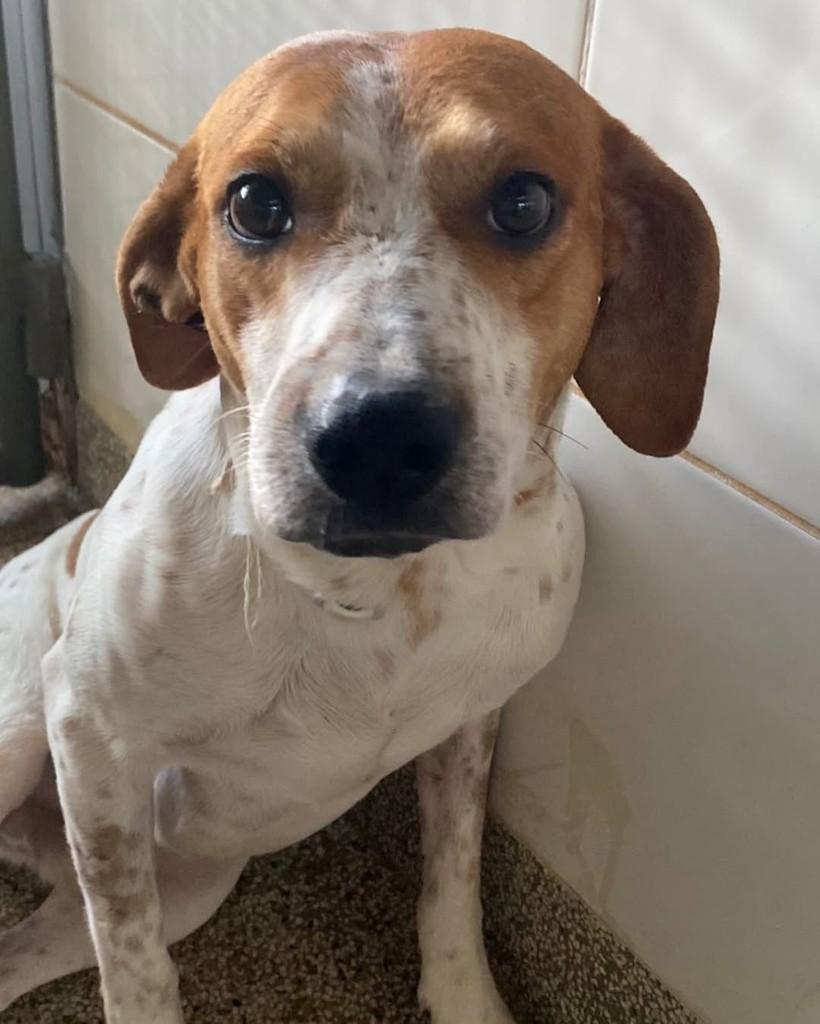 Nicolau, cachorro de porte médio para adoção em Brasília - DF