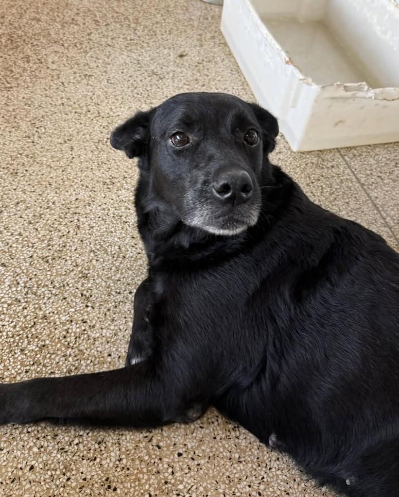Carlota, cadela para adoção em Brasília - DF