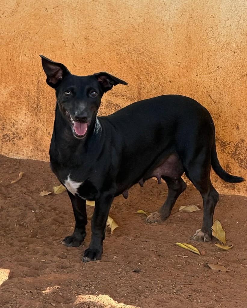Amora, cadela de porte pequeno para adoção em Brasília - DF
