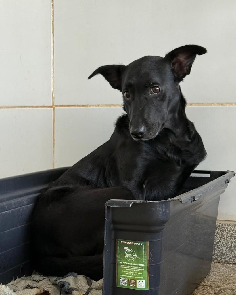 Ana Julia, cadela para adoção em Brasília - DF