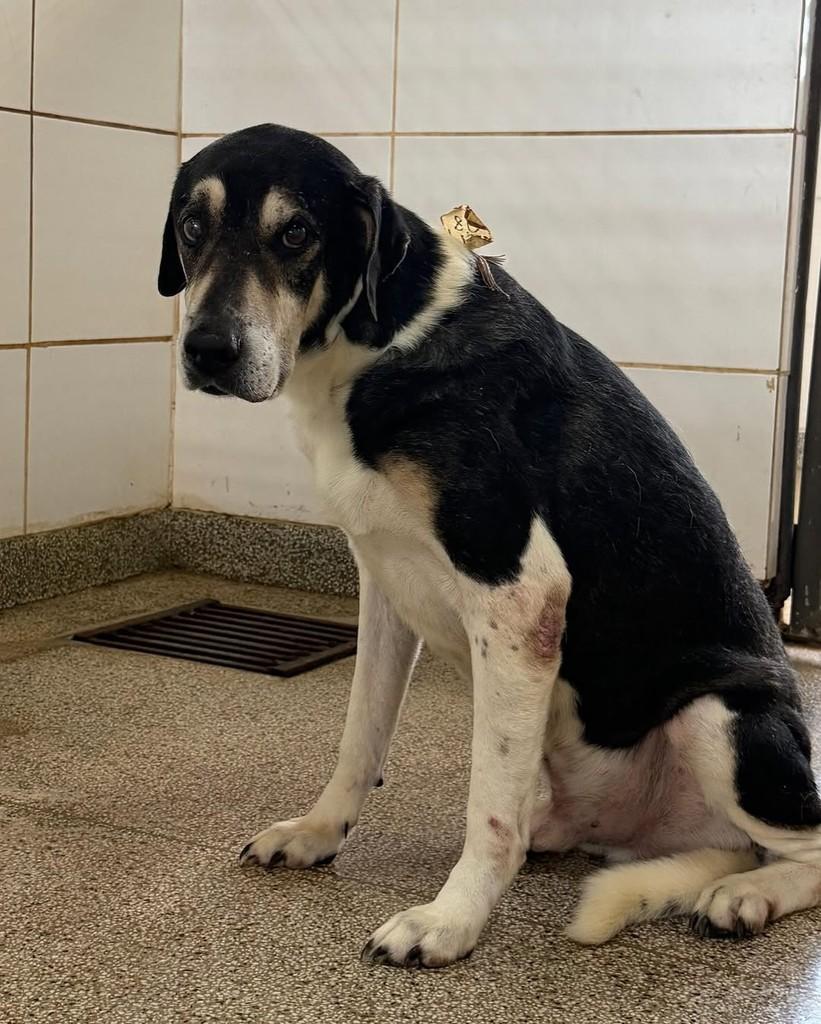 Nick, cachorro de porte grande para adoção em Brasília - DF