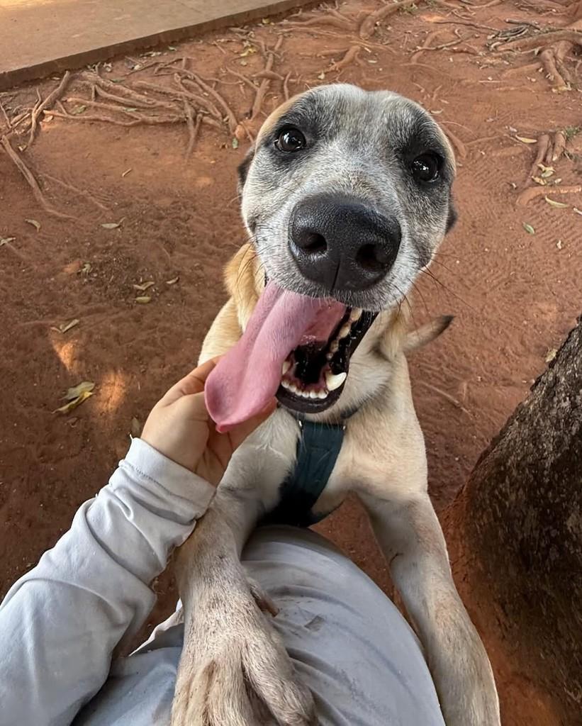 Shake, cachorro de porte grande para adoção em Brasília - DF