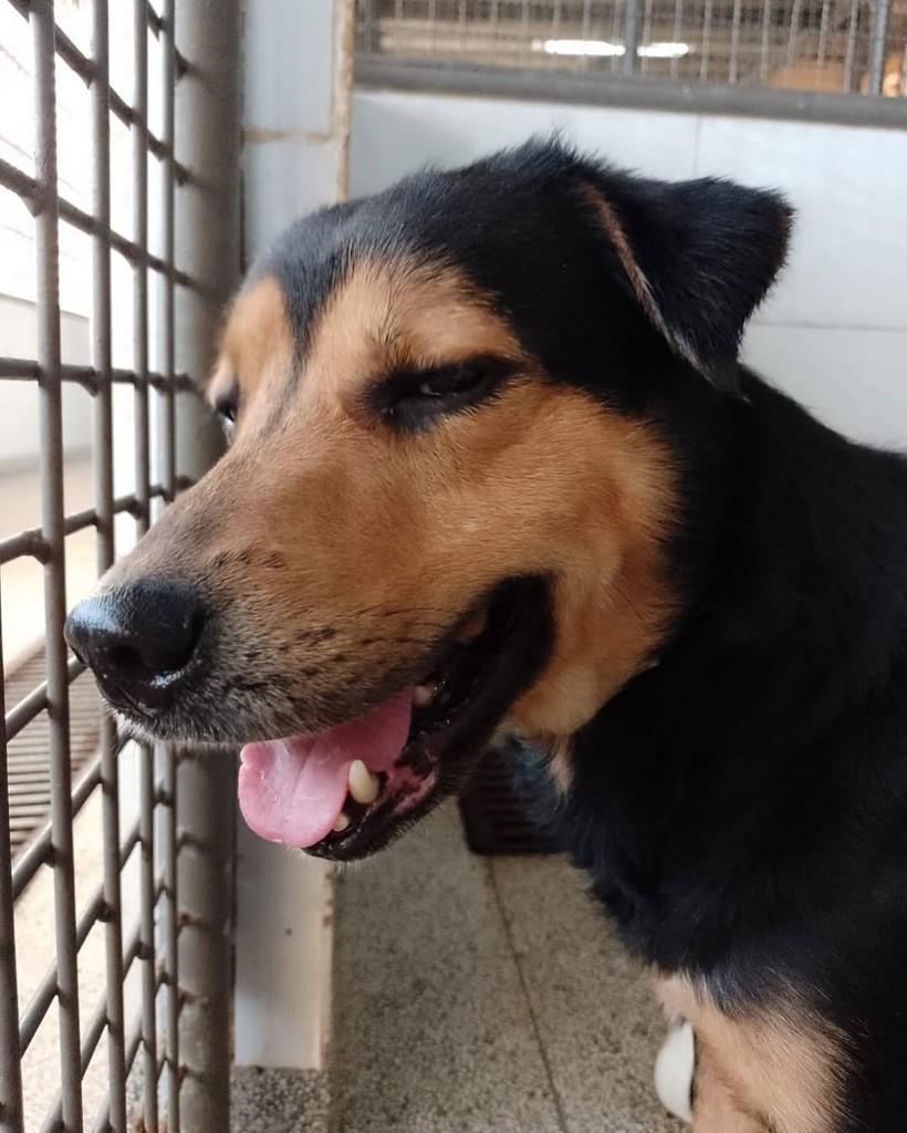 Chase, cachorro de porte grande para adoção em Brasília - DF