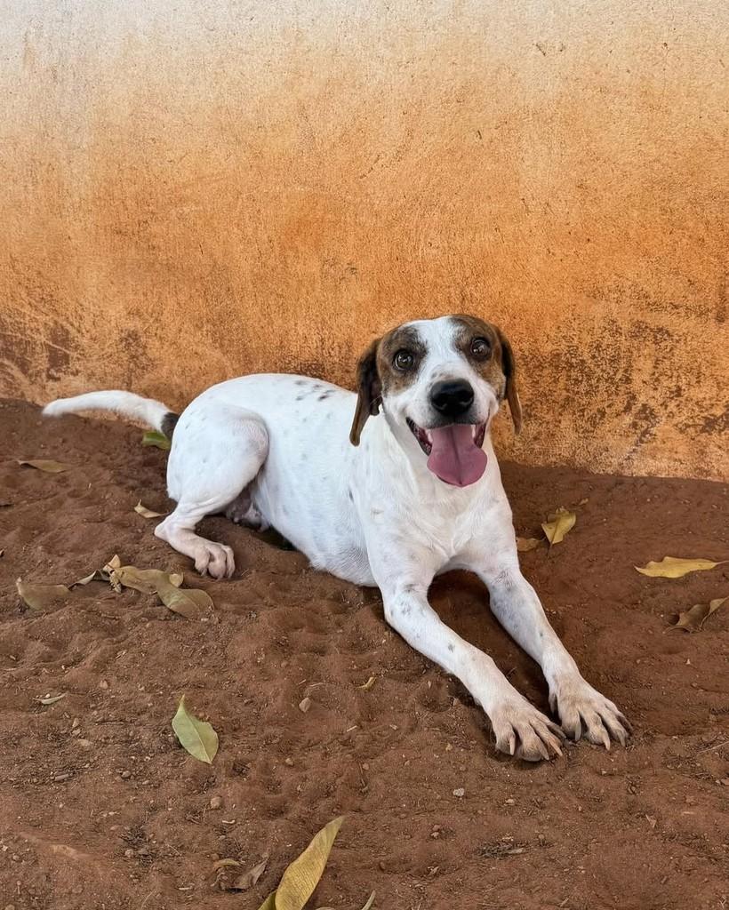 Bela, cadela para adoção em Brasília - DF