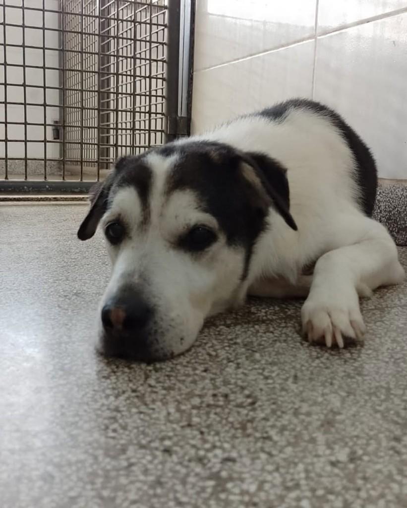 Amendoim, cachorro de porte grande para adoção em Brasília - DF