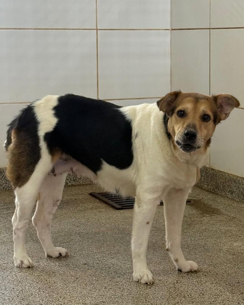 Nina, cadela de porte médio para adoção em Brasília - DF