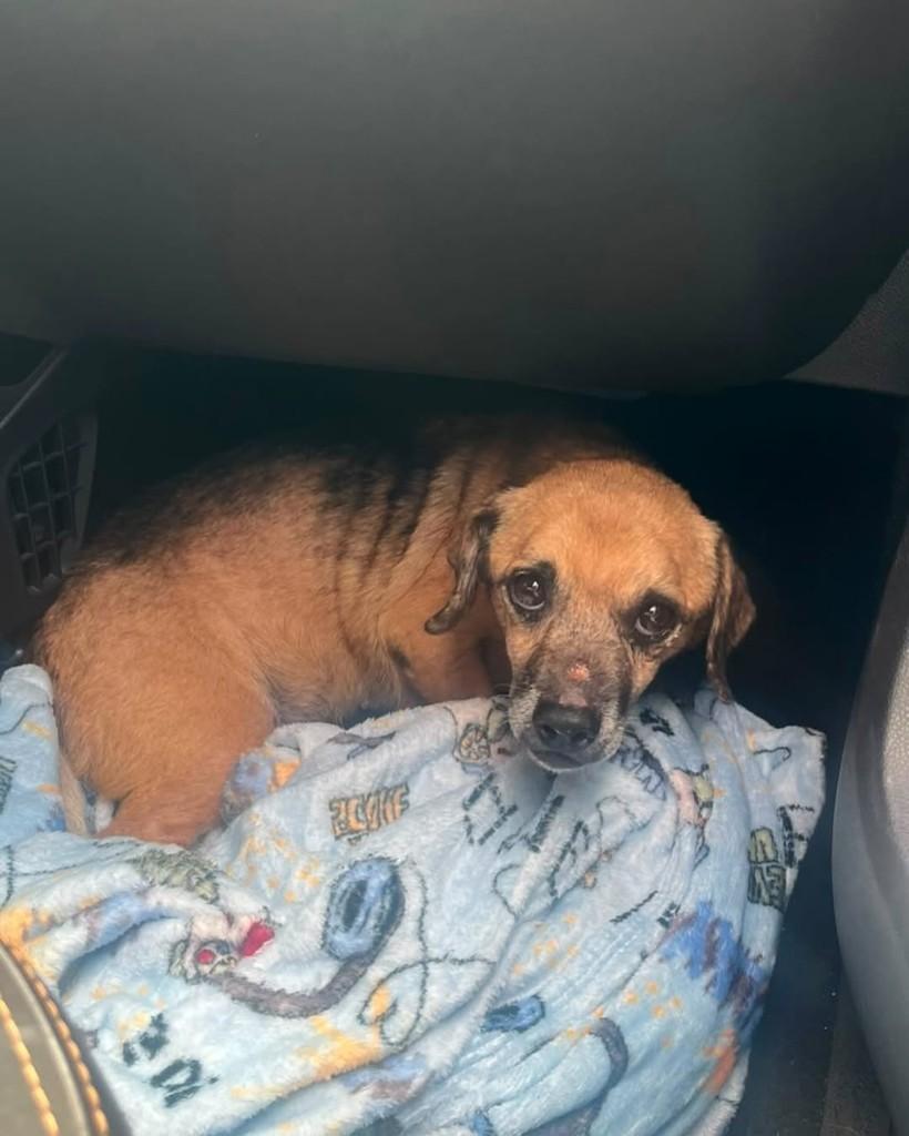 Afrânio, cachorro de porte pequeno para adoção em Afrânio - PE