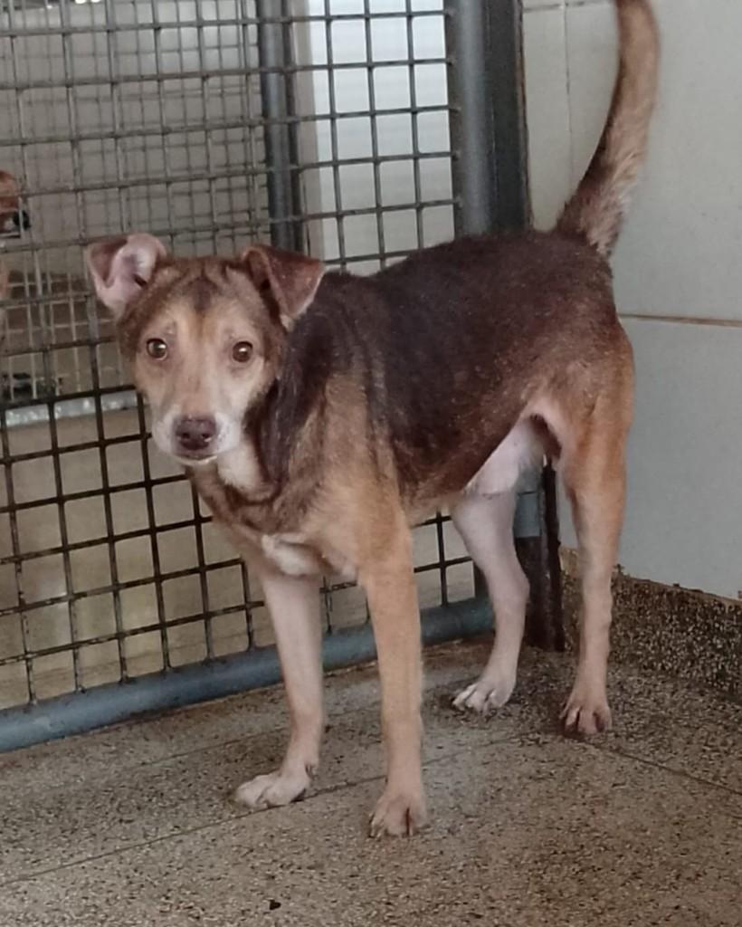 Capuccino, cachorro de porte pequeno para adoção em Brasília - DF