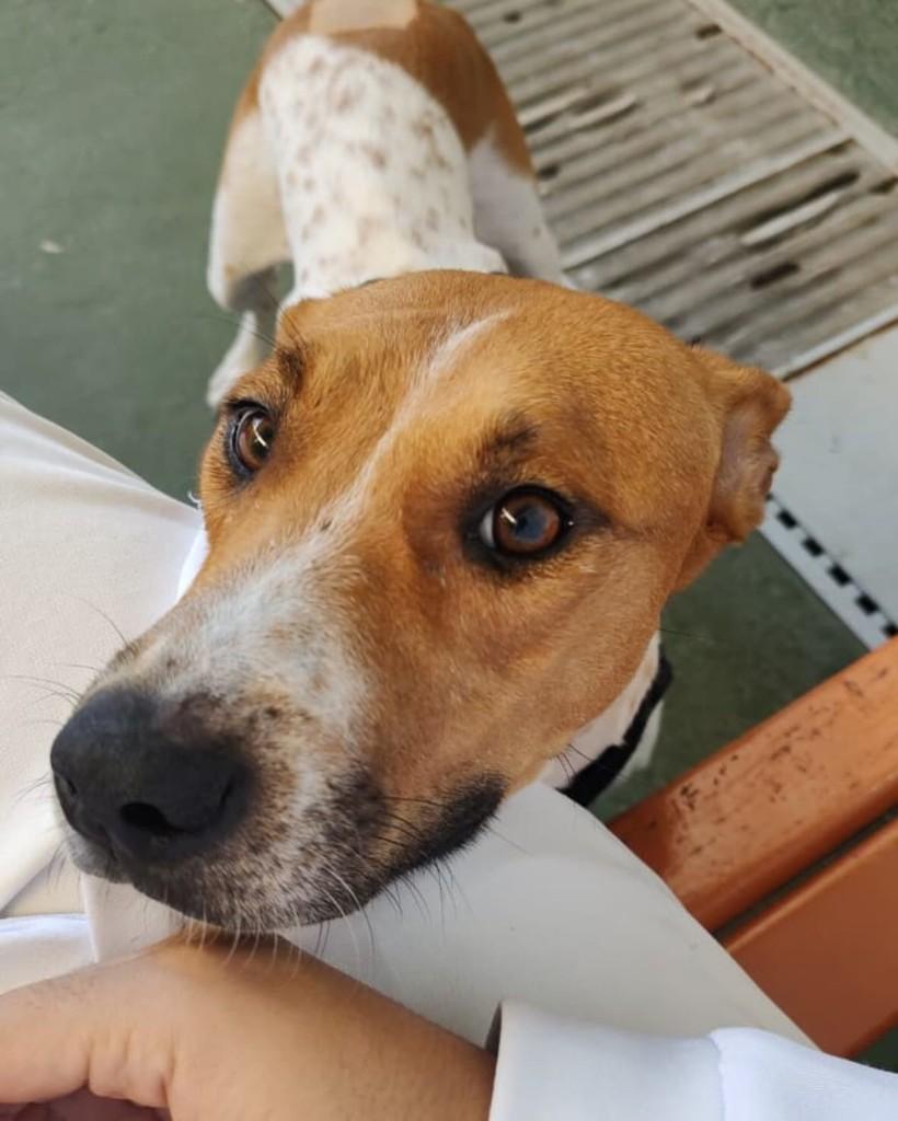 Priscila, cadela de porte médio para adoção em Brasília - DF