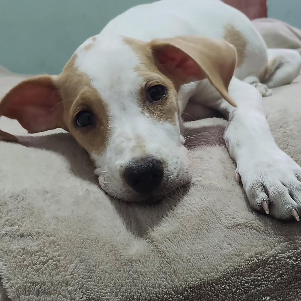 Fiona, cadela de porte pequeno para adoção em Brasília - DF
