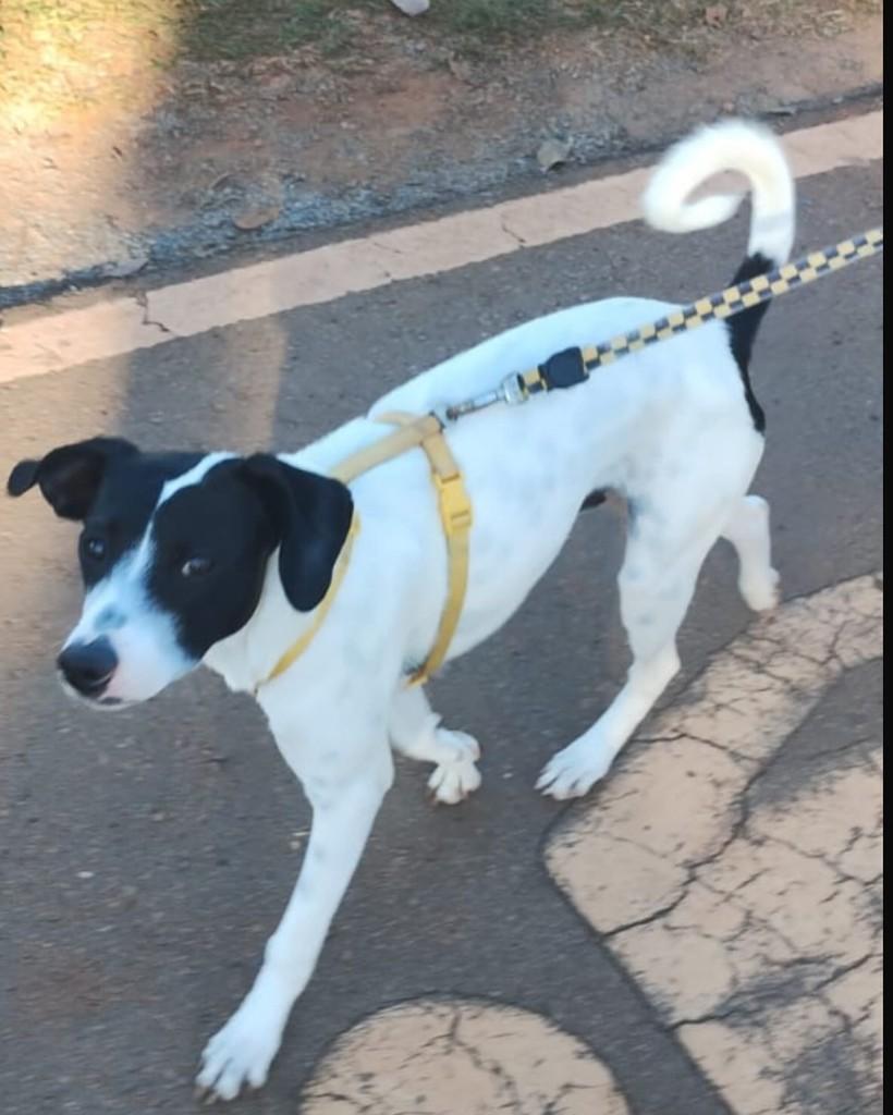 Snoopy, cachorro de porte médio para adoção em Brasília - DF