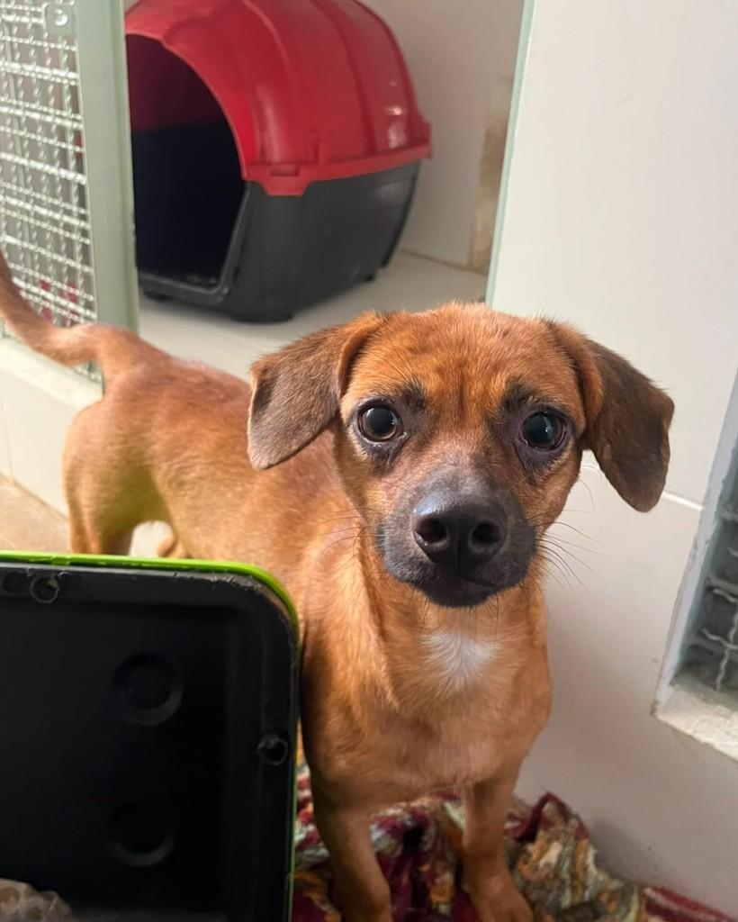 Canela, cadela de porte pequeno para adoção em Brasília - DF