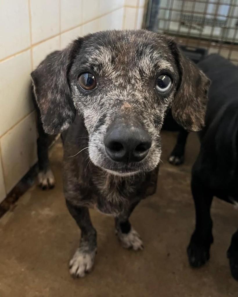 Alisson, cachorro de porte médio para adoção em Brasília - DF