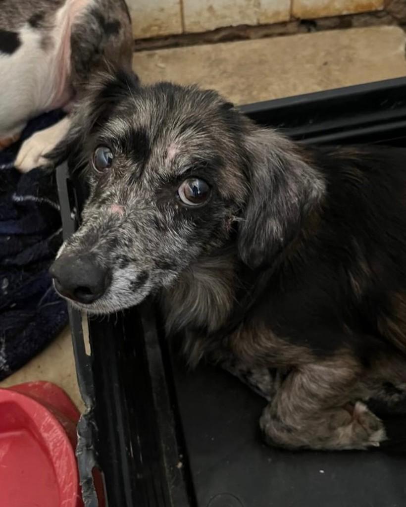 Danilo, cachorro de porte médio para adoção em Brasília - DF