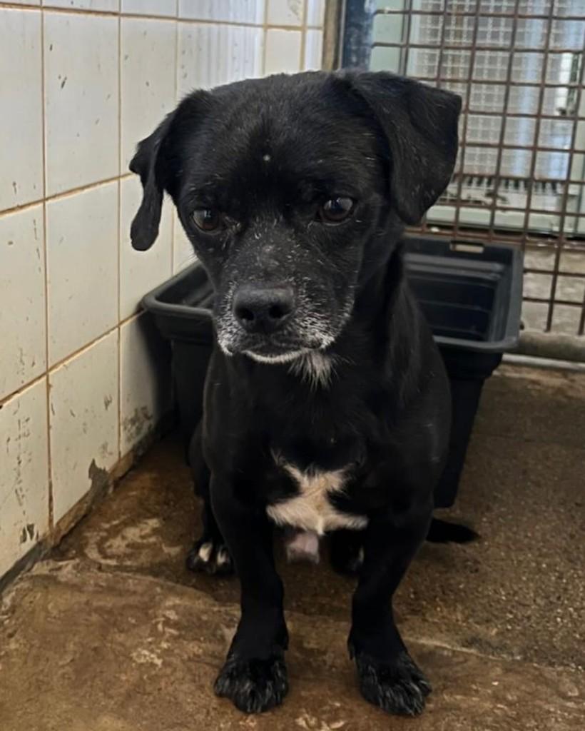 Vini Jr, cachorro de porte médio para adoção em Brasília - DF