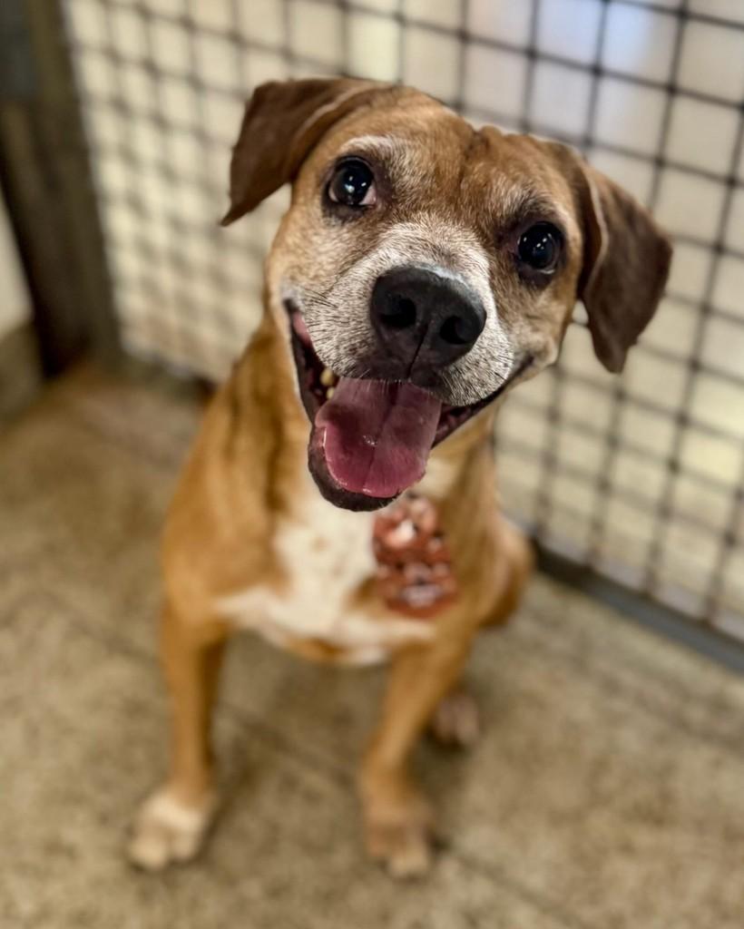 Calvin, cachorro de porte médio para adoção em Brasília - DF