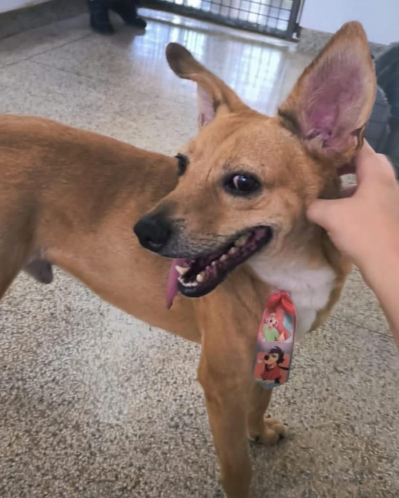 Walter, cachorro de porte médio para adoção em Brasília - DF