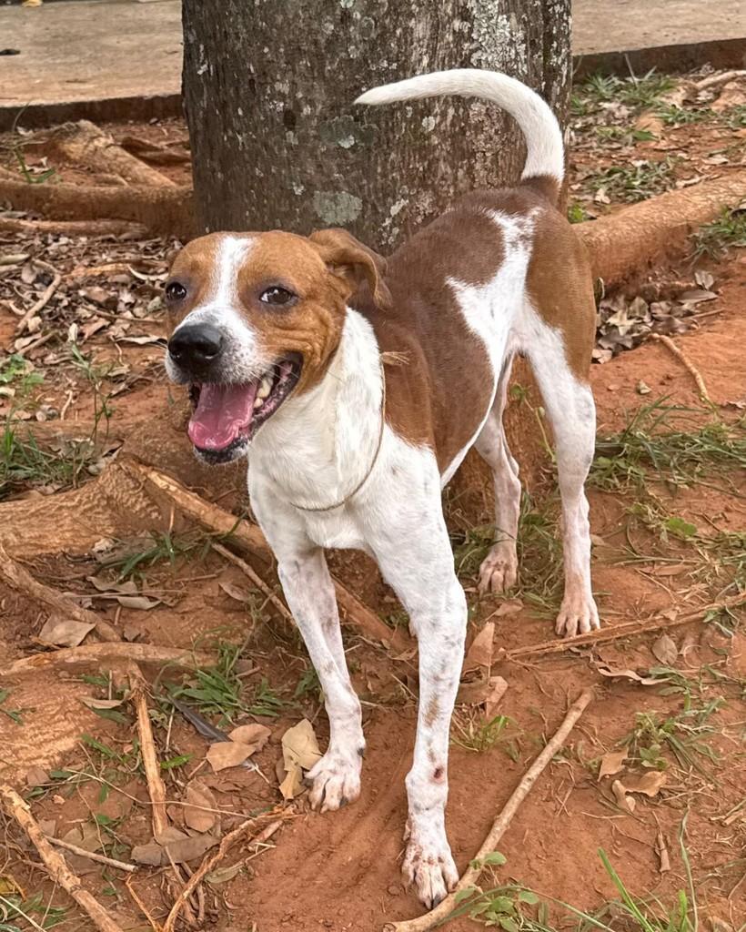 Rex, cachorro de porte médio para adoção em Brasília - DF