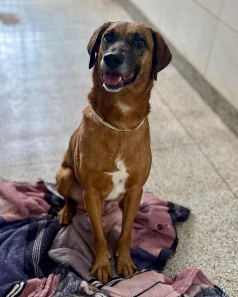Airton, cachorro de porte médio para adoção em Brasília - DF