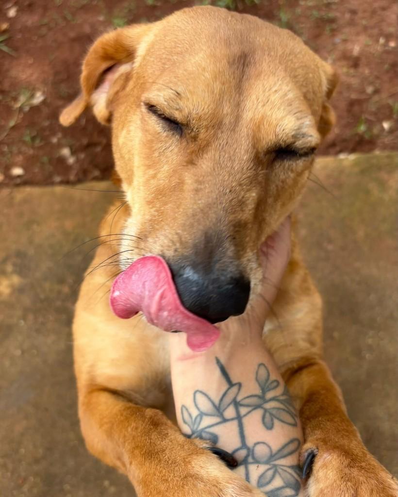 Rubinho, cachorro de porte médio para adoção em Brasília - DF