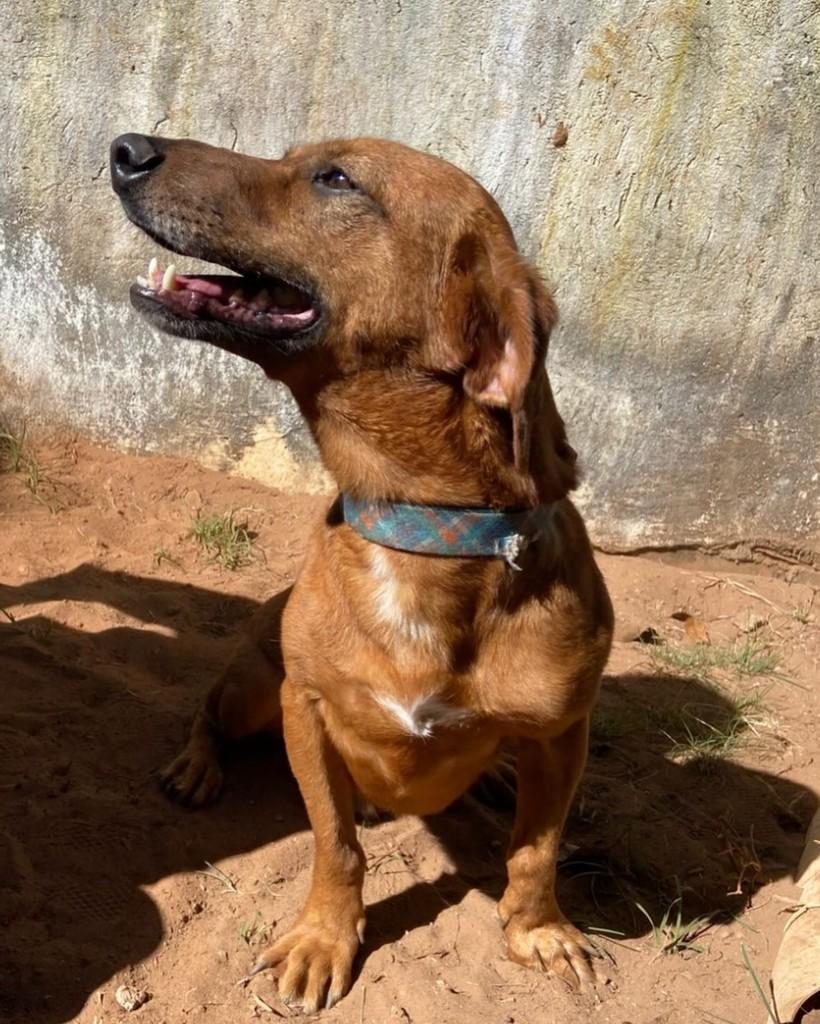 Farofa, cachorro de porte médio para adoção em Brasília - DF