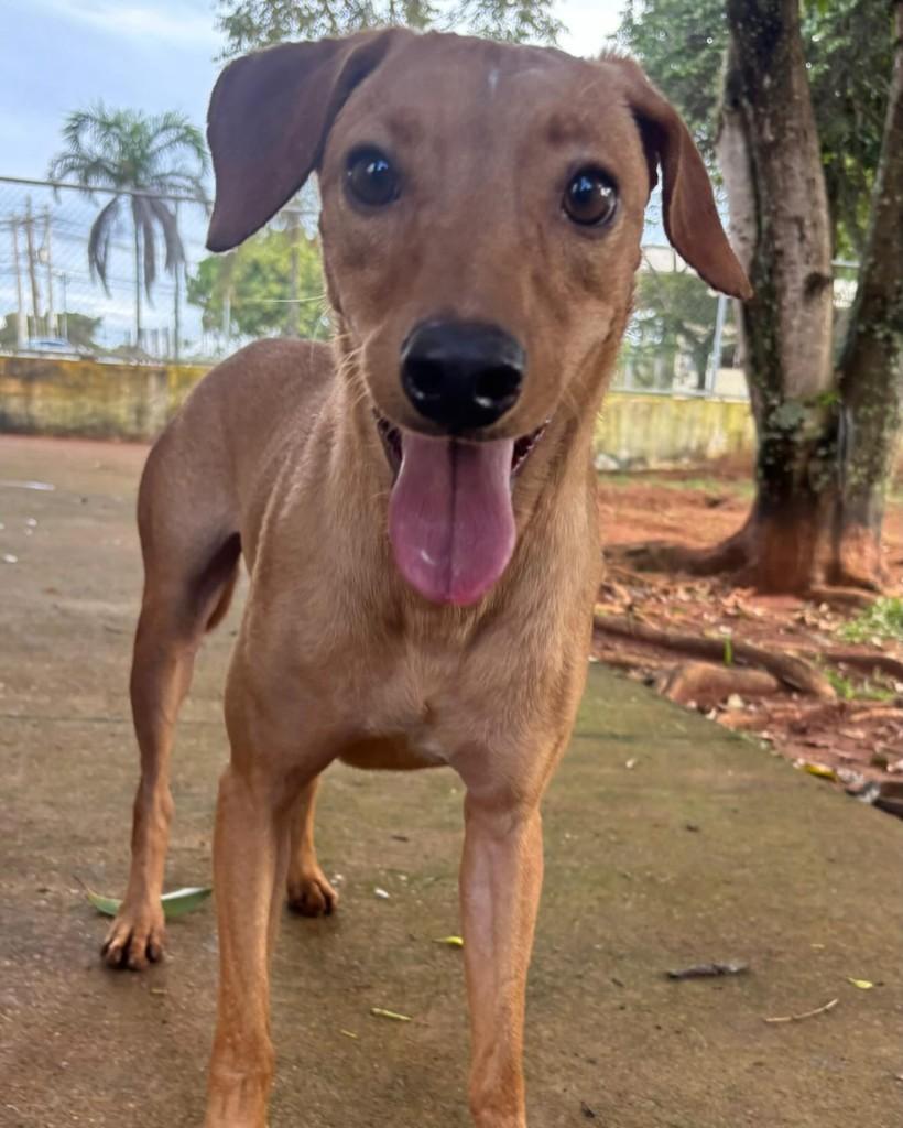 Patrick, cachorro de porte médio para adoção em Brasília - DF