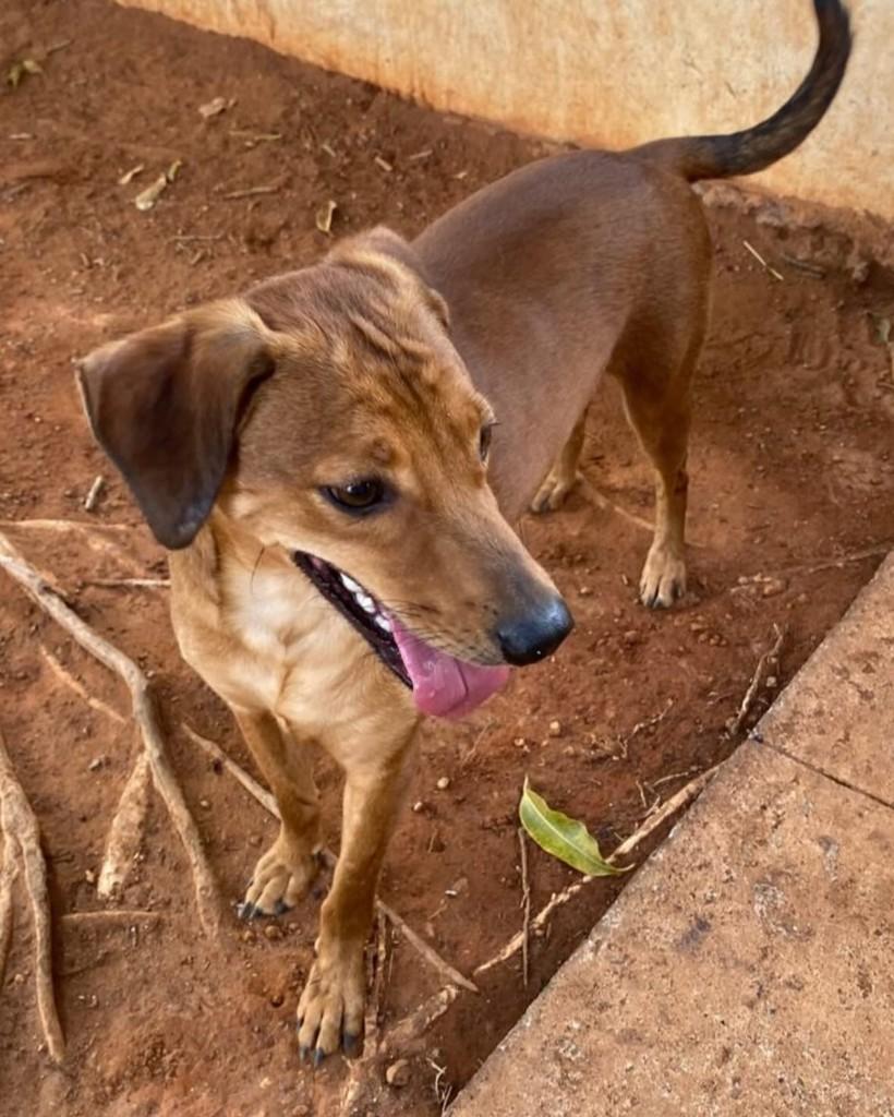 Bono, cachorro de porte médio para adoção em Brasília - DF
