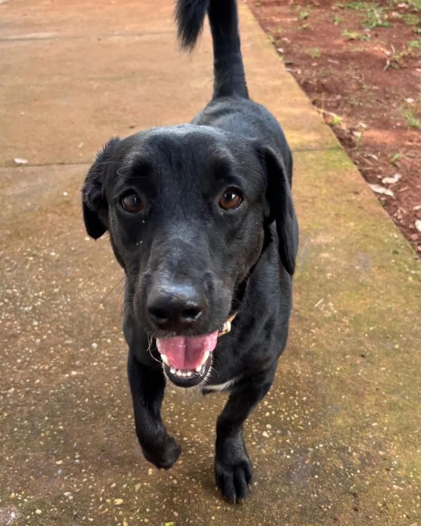 Feliz, cachorro de porte médio para adoção em Brasília - DF