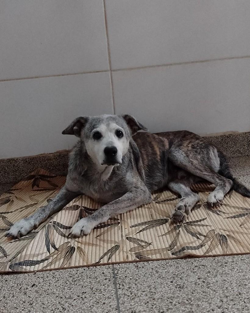 Afonso, cachorro de porte médio para adoção em Brasília - DF