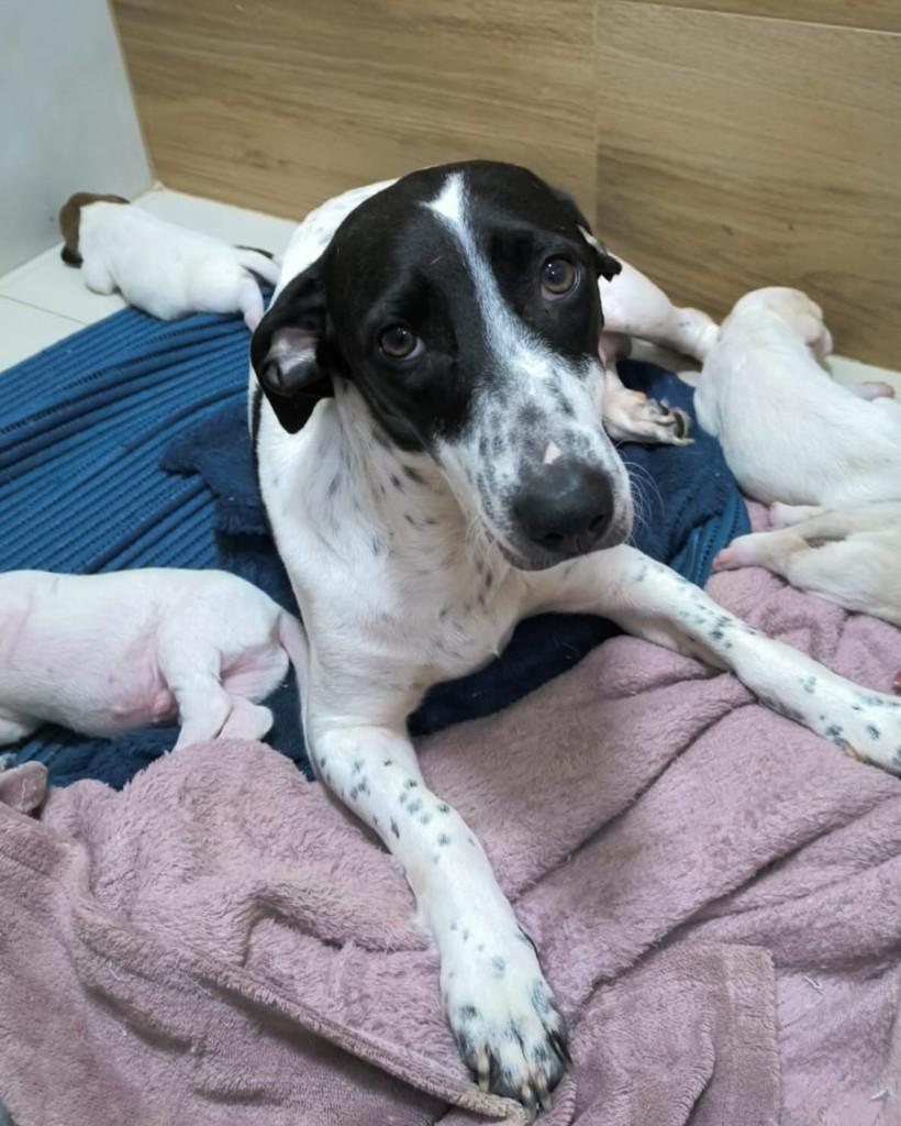 Bri, cadela de porte médio para adoção em Brasília - DF