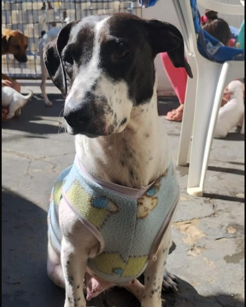 Brigitte, cadela de porte médio para adoção em Brasília - DF