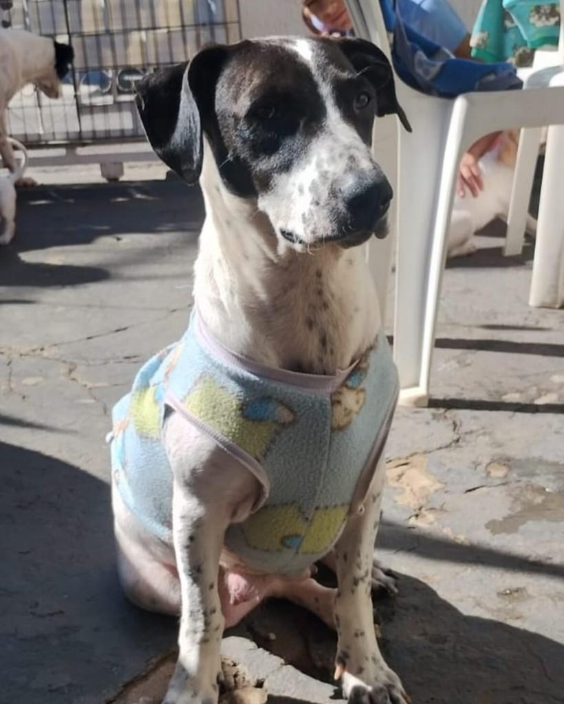 Brigitte, cadela de porte médio para adoção em Brasília - DF — foto 2 de 7