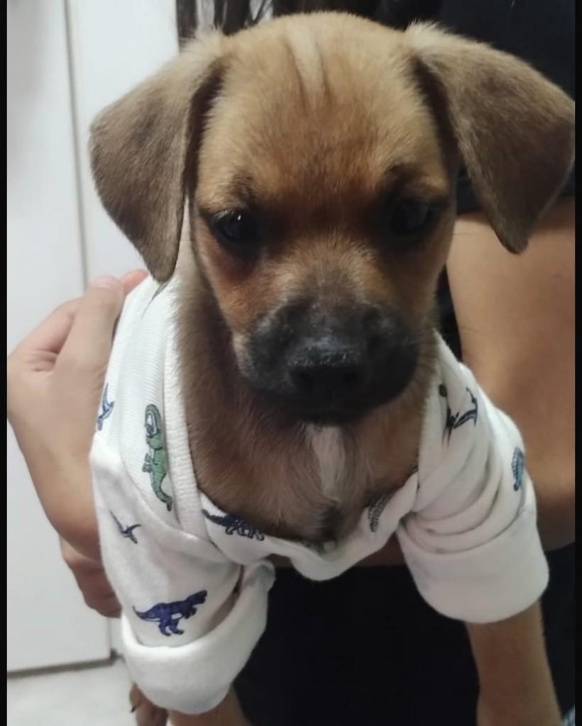 Romário, cachorro de porte pequeno para adoção em Brasília - DF