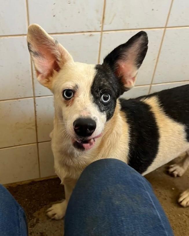 Orelha, cachorro de porte médio para adoção em Brasília - DF