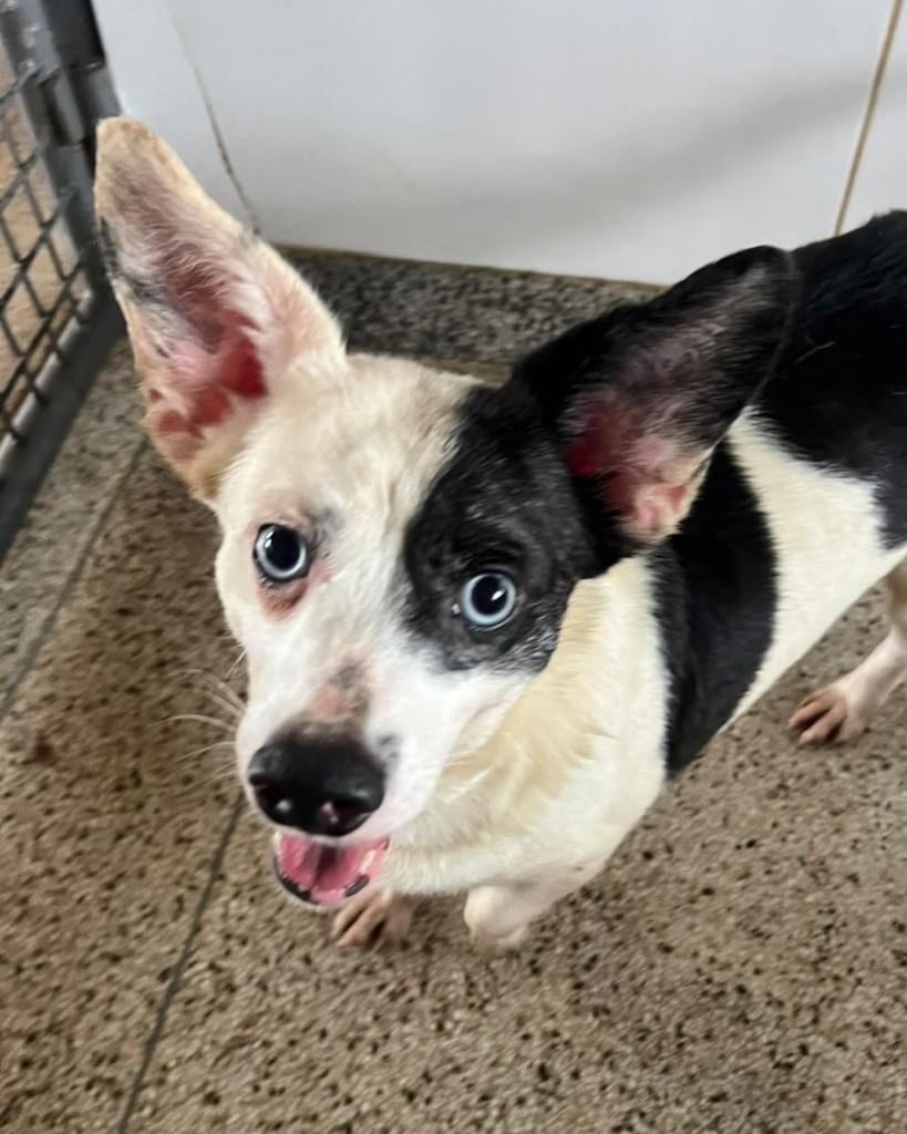 Orelha, cachorro de porte médio para adoção em Brasília - DF — foto 2 de 3